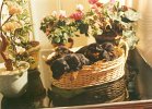 cuccioli005