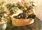 cuccioli008