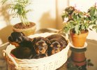 cuccioli013