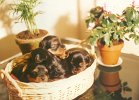 cuccioli014