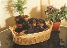 cuccioli017