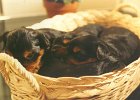 cuccioli019