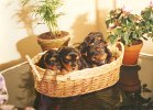 cuccioli021