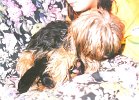 cuccioli025