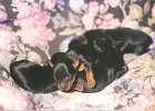 cuccioli030