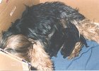cuccioli031