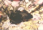 cuccioli032