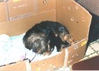 cuccioli033