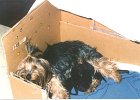 cuccioli039