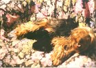cuccioli045
