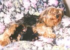cuccioli048