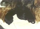 susy004b