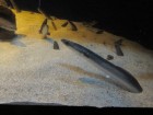 img_3390