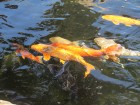 img_3531