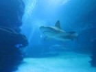 img_3590