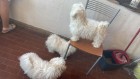 img-20260607-wa0009