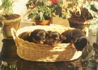 cuccioli002