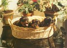 cuccioli003