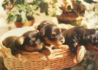 cuccioli009