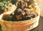 cuccioli010