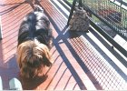 cuccioli029