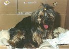 cuccioli042
