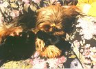 cuccioli050