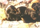 cuccioli060