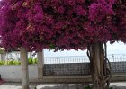 dsc00492