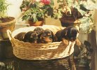 cuccioli001