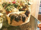 cuccioli006