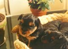 cuccioli011