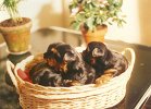 cuccioli012