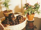 cuccioli015