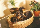 cuccioli016