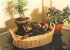 cuccioli018