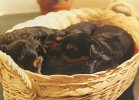 cuccioli020