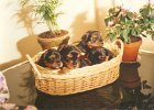 cuccioli022