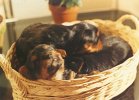 cuccioli023