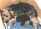 cuccioli027