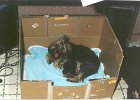 cuccioli037