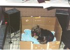 cuccioli038