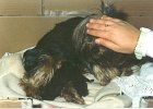 cuccioli040