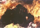 cuccioli043