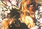 cuccioli044