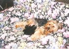 cuccioli046