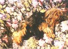 cuccioli047