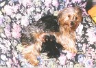 cuccioli049