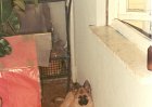 petrusca026